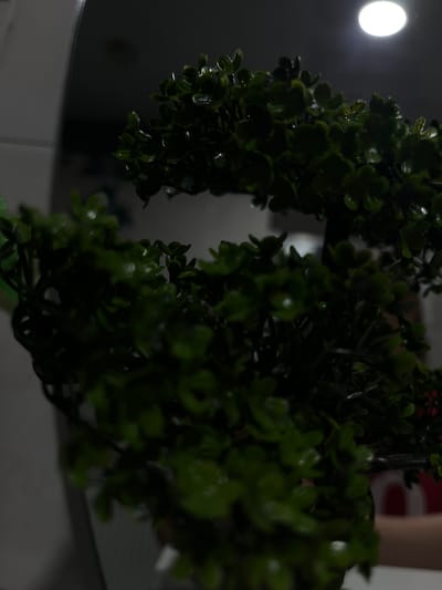 The image shows a close-up, low-light, fisheye lens view of a dark green, artificial plant with small, clustered leaves that appear to have water droplets on them. The plant is the primary subject and occupies most of the frame. The background is dark and out of focus, with a bright, circular light source visible in the upper right corner. To the left of the plant, a blurred, reflective surface, possibly a mirror or a window, shows a faint, lighter-colored wall. There are no people or discernible actions in the image. The scene is indoors, as suggested by the presence of artificial light and the reflective surface. The specific location within Pănășești, Moldova, cannot be determined from the visual information provided.