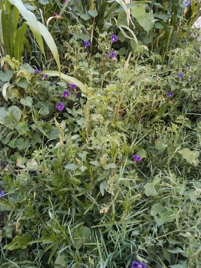The image depicts a close-up view of dense, green vegetation with several small, purple flowers scattered throughout. The plants appear to be growing wild in a natural setting. There are no people or man-made objects visible in the frame. The environment is primarily composed of various types of foliage, including broad leaves, thin blades of grass, and thin, upright stalks. The purple flowers, which resemble morning glories, are delicate and trumpet-shaped. The overall impression is one of an overgrown, natural area, possibly a field or roadside in the city of Tinchlik, Uzbekistan, characterized by its lush greenery and small bursts of color.