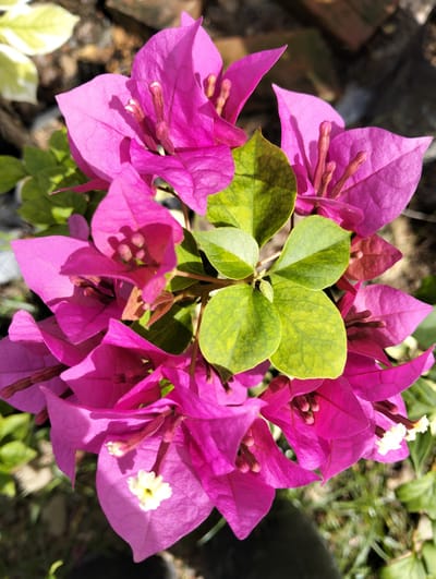 A close-up, high-angle shot shows a vibrant cluster of magenta bougainvillea flowers in the city of Cotseurani, Indonesia. The inflorescence is dominated by large, papery bracts of a bright pinkish-magenta hue, surrounding delicate, tubular white flowers. Green leaves, some with yellow variegation, are interspersed among the blooms, providing a contrasting texture and color. The background is softly blurred, suggesting a garden or outdoor setting, with hints of dark soil, dry leaves, and possibly other foliage. The lighting appears to be natural sunlight, casting subtle shadows and highlighting the translucent quality of the bracts. There are no people or animals visible in the image.