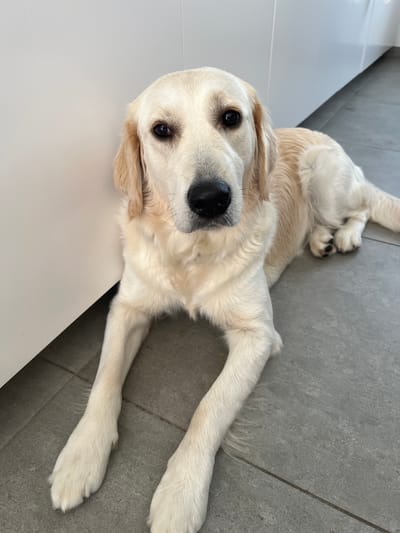 This media file depicts a close-up, overhead view of a golden retriever puppy lying on a tiled floor. The puppy is positioned centrally, with its head and forelegs prominently featured. Its fur is a light cream color. The puppy's eyes are dark and open, looking towards the camera. Its nose is black and wet. Its body is relaxed, with its paws splayed.

The setting appears to be indoors, with a neutral-colored tiled floor that has visible grout lines. To the left of the puppy, there is a white surface, possibly a piece of furniture or a counter, which creates a strong contrast with the floor. The background consists of more of the tiled floor, suggesting an open space.

The lighting suggests it is daytime, as there are no artificial light sources visible and the overall illumination is even. There are no people, text, or specific weather cues evident. The emotion conveyed by the puppy is one of relaxation and perhaps curiosity, given its direct gaze. The overall impression is a candid snapshot of a domestic pet in a clean, modern indoor environment. The location context provided is Schoonderbuken, Belgium.