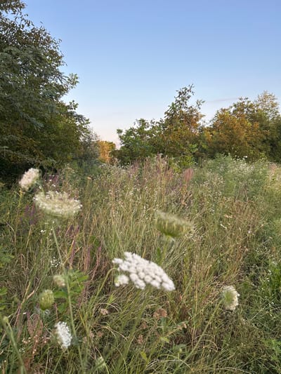 The image depicts a sun-drenched meadow filled with tall grasses and wildflowers, including prominent Queen Anne's Lace in the foreground. The sky is a clear, pale blue, transitioning to a softer hue near the horizon. The background is dominated by a dense line of trees, their leaves illuminated by the golden light of either sunrise or sunset. The foliage suggests a temperate climate. The scene is devoid of any human presence or man-made structures, indicating a natural, undeveloped environment. Based on the description and typical natural landscapes in Russia, this scene could be found in a rural area near Dzherokay, a village located in the Adygea Republic of Russia, known for its picturesque natural surroundings and agricultural lands.