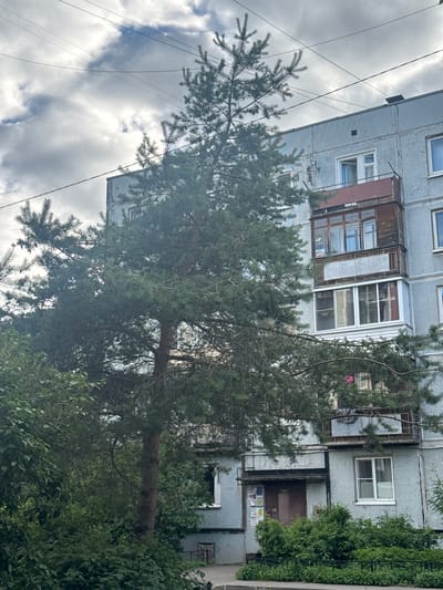 The image captures a scene in Zhilgorodok, Russia, featuring a weathered apartment building partially obscured by a large pine tree. The building appears to be constructed with light-colored, possibly tiled, panels and has multiple windows and balconies. Some balconies are enclosed with wooden frames and glass, while others appear more open or have been modified. Laundry, including what looks like a floral-patterned garment, is visible on one balcony.

The pine tree, with its dense green needles and a prominent, thick branch extending horizontally across the frame, dominates the foreground and mid-ground. The tree's branches are so close to the building that they brush against it, and some even seem to be growing over balconies. Lush green foliage from other bushes and trees surrounds the base of the building and the pine tree, suggesting a residential area with some greenery. Overhead, power lines crisscross the sky.

The sky is overcast with visible clouds, indicating a possibly cloudy or overcast day. The lighting is diffused, suggesting it is daytime, but the specific time is not apparent. There is no explicit activity or event taking place; it is a still image of a static scene. No distinct emotions are conveyed. There is some unreadable text on posters or notices attached to the building near the entrance. The overall impression is of an ordinary urban residential environment in Russia, with a strong natural element intruding upon the built structure.