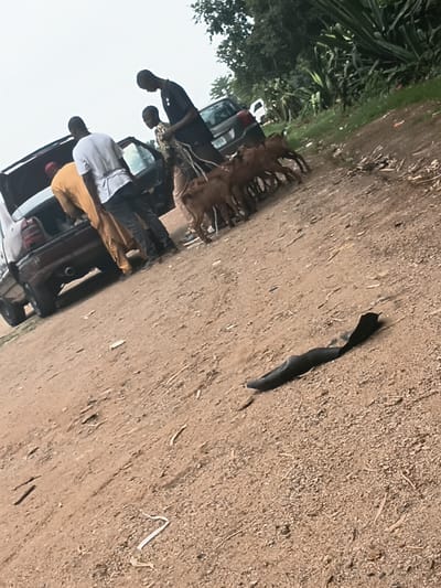 In Tilde, Nigeria, near a dusty road bordering lush vegetation, a group of individuals is engaged in loading goats into the open trunk of a dark sedan. Three men, two wearing casual attire and one in a yellow robe, are positioned around the rear of the car. One man, dressed in black, appears to be holding a rope that leads to a line of several young goats standing on the dirt. The goats are facing away from the camera and appear to be gathered near the vehicle. The environment is rural, with a clear sky and trees visible in the background. A black, flexible object, possibly a piece of discarded rubber or fabric, lies on the ground in the foreground.