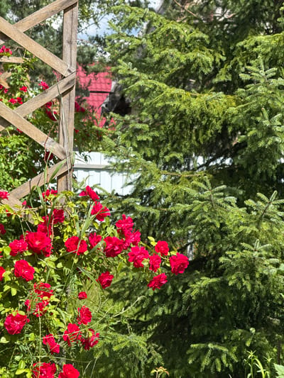 A vibrant garden scene is captured in Bolshoe Kozino, Russia, on a bright, sunny day. In the foreground, a cluster of deep red roses bursts with color, their petals unfurling amidst lush green foliage. The roses are climbing on a wooden lattice structure made of crisscrossing planks, which stands to the left of the frame. To the right, a large, mature evergreen tree dominates the background, its dense branches casting shadows and adding a sense of depth to the image. Behind the evergreen and the rose bush, a white fence is partially visible, and beyond that, a red-tiled roof of a building peeks through the leaves, suggesting a residential area. The sky above is a pale blue with hints of white clouds. The overall impression is one of a well-tended, verdant outdoor space, brimming with natural beauty.