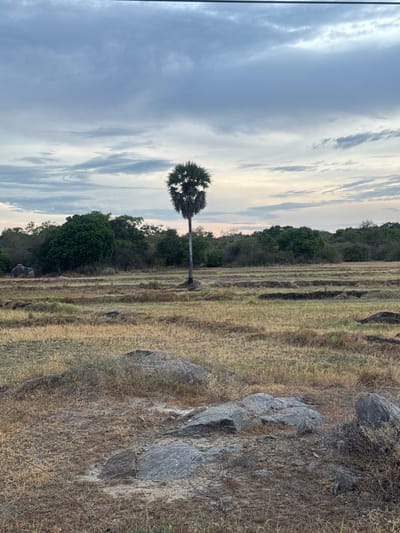 This is a vertical, outdoor, landscape photograph of a dry, grassy field with scattered rocks and a distant line of trees under a cloudy sky. A single palm tree with a fan-shaped crown stands in the middle ground, its trunk leaning slightly. The ground is covered in dry, golden-brown grass, with visible rows or furrows suggesting cultivation or past farming activity. Several large, grey rocks are scattered across the foreground and mid-ground, some covered in dry vegetation. The sky is filled with dramatic, grey and white clouds, with hints of pale yellow near the horizon, suggesting either sunrise or sunset. The overall mood is serene and natural. The image appears to be taken in Shastrawela, Sri Lanka, a location known for its dry landscapes.