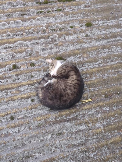 A tabby cat is curled up sleeping on a corrugated surface covered with lichen and moss. The surface appears to be outdoors, possibly a roof or a textured ground. There is a yellow clothespin lying to the right of the cat. The location is identified as Rusiec, Poland.