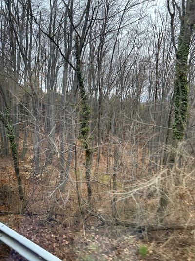 The image displays a dense forest scene, captured likely from a moving vehicle or an elevated viewpoint such as a bridge or roadside. The dominant features are numerous deciduous trees, almost entirely bare of leaves, suggesting either a late autumn, winter, or early spring season.
The trees form a complex, interwoven canopy of branches against a bright, overcast sky. Many of the tree trunks and larger branches are covered in vibrant green ivy or vines, providing a stark contrast to the muted grays and browns of the bare wood. The forest floor is visible beneath the branches, blanketed with fallen, dry brown leaves, further reinforcing the seasonal inference.
The perspective of the shot looks into the depth of the woods, with lines of trees receding into the background, creating a sense of density and expanse. Natural daylight illuminates the scene, highlighting the intricate patterns of the branches.
In the bottom right corner of the image, a light-colored, possibly white or light gray, structure is visible, extending diagonally into the frame. This appears to be a guardrail or a part of a vehicle's frame, indicating the vantage point of the photograph. No specific activity or event is taking place, as it is a landscape shot of a natural environment. The time of day is daytime, under what appears to be a bright, possibly hazy or overcast sky. No text is visible in the image.