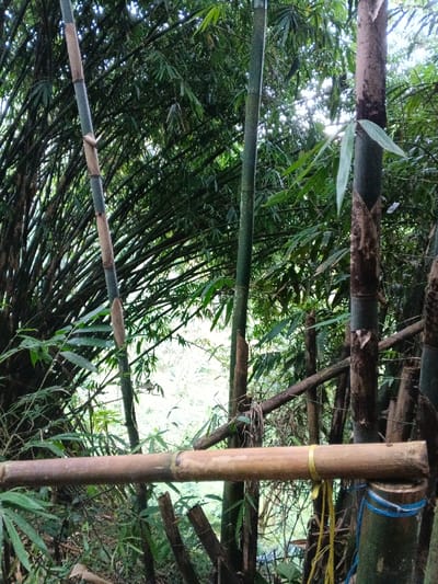 The image captures a dense and vibrant bamboo forest or grove, typical of a tropical environment like Nebilver (Tegal) Admin Centre, Papua New Guinea. Numerous bamboo culms of varying sizes and ages dominate the scene, creating a lush, green tapestry of foliage.
In the foreground, a light brown, segmented bamboo pole lies horizontally, acting as a makeshift railing, barrier, or support structure. This pole is secured on its right side to a thicker, vertical bamboo culm using blue string or rope. Further to the left along the horizontal pole, a piece of yellow string or rope is tied around it, hanging downwards.
Vertical bamboo culms are prominent throughout the image. One on the far left displays distinct bands of grey-green and lighter brown. On the right, a thick, dark bamboo culm shows patches of rough, dark brown material, possibly old sheaths, peeling away to reveal a greener stalk beneath. Other green bamboo stalks fill the mid-ground, interwoven with their narrow, pointed leaves.
The time of day appears to be daytime, with bright sunlight filtering through the bamboo canopy, creating luminous patches in the background. This light suggests clear or partly cloudy weather. The scene is devoid of any human figures or explicit activities, conveying a sense of natural tranquility. No discernible text is visible anywhere in the image.