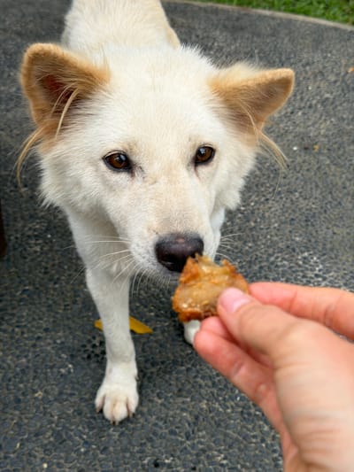 A cream-colored dog with tan markings on its ears stands on a dark, pebbled ground surface in Tegal Suci, Indonesia. The dog, positioned centrally, looks upward with dark brown eyes towards a small, irregularly shaped piece of fried, golden-brown food. A human right hand, with light skin, holds the food between the thumb and forefinger, extending it towards the dog's snout. The dog's black nose is in close proximity to the food. A single yellow leaf rests on the ground near the dog's front left paw. Blurred green foliage is visible in the upper right background.