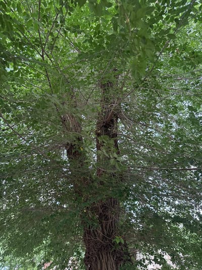 The image captures an upward view of a large tree with dense green foliage. The perspective is from below, looking towards the sky through the branches and leaves. The tree's trunk is thick and textured, with a rough bark, and it appears to span horizontally across the midsection of the frame, with smaller branches extending outwards and upwards. The leaves are a vibrant green, creating a canopy that filters the light. Some lighter areas in the background suggest the sky is visible, possibly indicating an overcast or bright day. The scene is natural, with no visible man-made objects or people. The time of day is not explicitly indicated, but the dappled light filtering through the leaves suggests daytime. The weather appears to be fair, allowing for the lush growth of the tree. The location context of Kamensk-Shakhtinsky, Russia, would suggest this is a common urban or natural landscape feature in that region. No text is visible in the image.