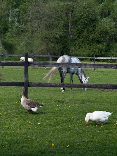 A horse stands behind a dark wooden fence in a grassy field dotted with yellow dandelions. To the right of the horse, two geese are visible on the grass. A dense green forest borders the field. The location is Ushakovo, Russia.