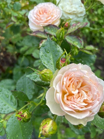 This media file features a close-up view of several pale pink roses and rosebuds in what appears to be a garden. The focus is on the delicate petals of the roses, some of which are unfurling, revealing intricate layers. Droplets of water are visible on the petals and green leaves, suggesting recent rain or dew.
The scene is dominated by the soft hues of the roses and the vibrant green of the foliage. Some leaves show a slight reddish or purplish tint along the edges. Several rosebuds are also present, some tightly closed and others beginning to open. The background is softly blurred, comprised of more greenery and a hint of darker, earthy tones, possibly soil.
The lighting suggests it is daytime, with diffused natural light. The presence of water droplets indicates it may have recently rained or is a humid environment. The overall mood is serene and natural, highlighting the beauty of the flowers after a rain shower. There is no visible text in the image. The location context is Bogorodsk, Russia.
