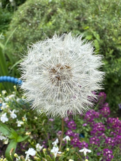 In the village of Romashkino, Russia, a close-up, outdoor photograph features a ripe dandelion seed head as the central subject. The dandelion, predominantly white and fluffy, is positioned in the foreground, its delicate seed structures radiating outwards. Behind the dandelion, the environment is a garden scene with a blurred backdrop. Dominant colors in the background include various shades of green from lush foliage, and vibrant purple from clusters of small flowers. Some white flowers are also visible in the lower portion of the image, interspersed with the greenery. A bright blue object, possibly a garden hose or a decorative element, runs horizontally in the middle ground, partially obscured by the dandelion. The lighting suggests an overcast day, with soft, diffused light illuminating the scene. There are no people or animals present.