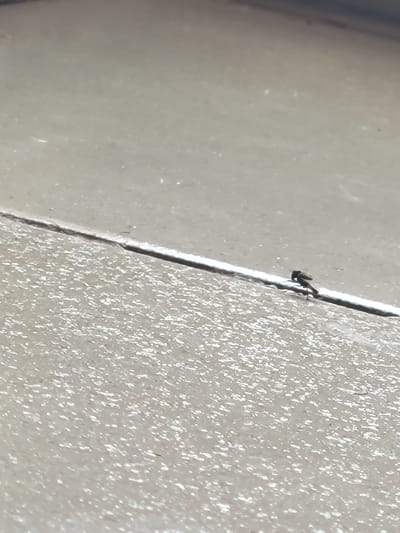 An insect is perched on the edge of a tile in Ifite Awka, Nigeria. The tile is light grey and has a textured surface on the left and a smooth surface on the right. A thin line separates the two surfaces.