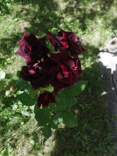 A cluster of dark red roses is in full bloom, with several fully open and one bud. The roses are on a green bush, with large green leaves. The roses and bush are in a grassy area, with a stone path on the right side of the image. The image is taken from above, looking down. The location is Dedoplistskaro, Georgia.