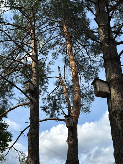The image shows three tall pine trees against a sky with scattered clouds. Two wooden birdhouses are attached to the trunks of two of the trees. The birdhouses are of a simple design, with a single entrance hole. The trees are situated outdoors, likely in a forest or park. The image is taken from a low angle, looking up into the trees. There are no people visible in the image. There are power lines visible in the background. The image does not provide any specific information about the location in the city of Tēraudi, Latvia.