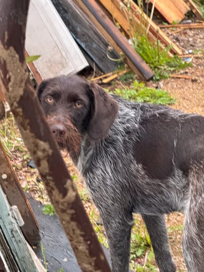 In Ptichnik, Russia, a German Wirehaired Pointer dog stands outdoors in what appears to be a cluttered yard or outdoor storage area. The dog, with its characteristic brown and white wiry coat and dark brown eyes, is positioned partially obscured by a weathered, reddish-brown pole in the foreground. Behind the dog, a jumble of wooden planks of various colors and states of repair are stacked, interspersed with green weeds. A white panel, possibly part of a shed or structure, is also visible amongst the lumber. The ground is a mix of dirt and gravel. The dog's gaze is directed towards the viewer, creating a direct and somewhat curious interaction. The overall scene suggests a utilitarian outdoor space rather than a manicured garden.