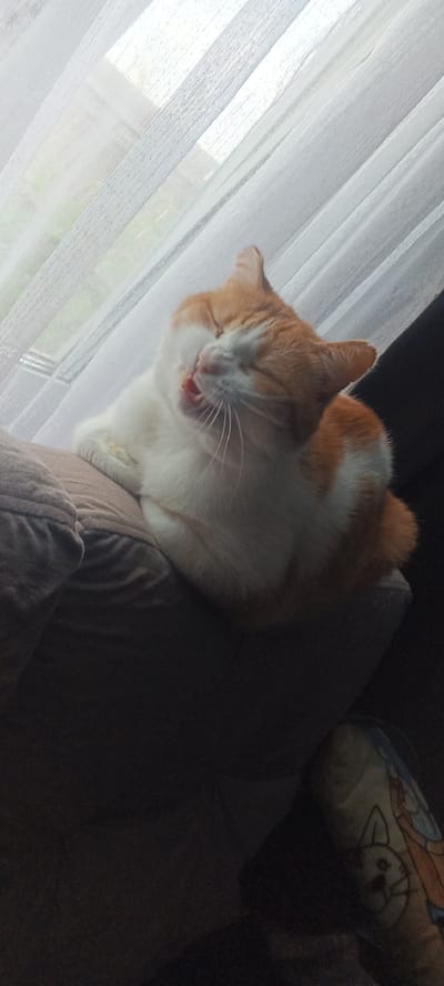 The image shows an orange and white cat resting on a brown cushion in front of a window with sheer white curtains. The cat is curled up with its eyes closed and its mouth slightly open, appearing to be yawning or stretching. The light filtering through the curtains suggests it is daytime. The scene is likely indoors, possibly a home. There are no people or other animals visible in the image. The location of Солгон, Russia is not determinable from the provided image.