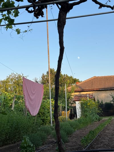 This media file captures a serene outdoor scene in Vaklino, Bulgaria, likely during late afternoon or early evening. The setting is a garden or backyard area, characterized by lush greenery, a cultivated vegetable patch, and the presence of a rustic dwelling.

Dominating the foreground is a thick, gnarled vine, its dark branches stretching across the frame and supporting new green growth. A metal support structure runs parallel to the vine, suggesting a trellising system. Hanging from this structure is a red and white checkered cloth, possibly a picnic blanket or a cloth used for drying.

In the background, a house with a tiled roof is visible, partially obscured by dense foliage. The house appears to be older, with weathered walls. Beyond the house, a row of neatly planted vegetables runs along a raised bed, marked by dark soil and an irrigation hose.

The sky is a clear, pale blue, with the moon faintly visible. A few small birds or insects are also present in the sky, adding a touch of life to the scene. The overall impression is one of peaceful rural life, with a focus on nature and simple domestic elements. The lighting suggests a calm and pleasant day, without any indication of specific activities beyond the general upkeep of a garden and the hanging of laundry. There is no visible text in the image.