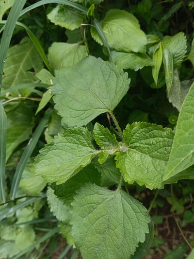 A close-up photograph, taken in Bình Hải, Vietnam, depicts a dense cluster of green plant foliage. The central subject is a herbaceous plant featuring multiple ovate to broadly ovate leaves. These leaves exhibit serrated margins, prominent pinnate venation, and a textured, slightly rugose surface. Fine white hairs (pubescence) are visible on the stems and petioles. Interspersed within the foliage are slender, blade-like green grasses and additional green leaves from other plants, indicating mixed vegetation. Small, clear water droplets are present on several leaf and grass surfaces. The scene is illuminated by natural, diffuse light, consistent with an outdoor, possibly shaded, environment.