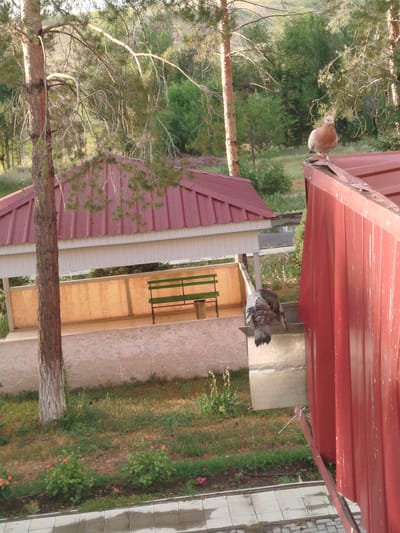 This media file depicts an outdoor scene with two pigeons. One pigeon, a light brown color, is perched on the edge of a red metal roof. The other pigeon, with gray and white plumage, is partially visible, appearing to be on a lower metal structure, possibly a downspout or feeding station.
The setting is a park-like area with trees and greenery. In the background, there is a red-roofed gazebo or shelter with a green bench inside. The ground is covered in grass and some scattered plants, with a paved walkway in the foreground. The overall impression is of a somewhat rustic or natural environment.
The time of day appears to be morning or late afternoon, given the warm lighting and shadows. The weather seems pleasant, with no signs of rain or harsh sunlight. The location is identified as Kabanbay, Kazakhstan. No text is visible in the image. The pigeons appear to be going about their daily activities, possibly foraging for food. There are no humans or other animals clearly visible.