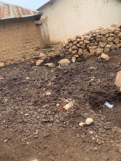 In Zhwarki Mile 10, Nigeria, a rural scene unfolds. Muddy ground dominates the foreground, a testament to recent rains or an agricultural activity. Scattered across this terrain are various rocks and some dry branches. A chicken, with a distinctive red comb on its head and speckled brown and white plumage, is visible pecking at the ground in the lower right quadrant of the image. Further into the midground, another chicken can be seen, partially obscured by the muddy landscape. To the right, a crumpled piece of white plastic lies on the ground, an indicator of human presence.

The background reveals a portion of a structure. The left side features a building constructed from mud bricks, topped with a weathered, corrugated metal roof exhibiting signs of rust. To the right of this mud-brick building is another structure, its wall painted a light, somewhat faded color, with evidence of dirt and discoloration. A rough pile of stones forms a partial barrier against the base of this second building, creating a small opening at its center. The sky above is overcast, suggesting a cloudy day. The overall impression is one of a humble, possibly impoverished rural settlement, characterized by basic construction materials and the natural elements.