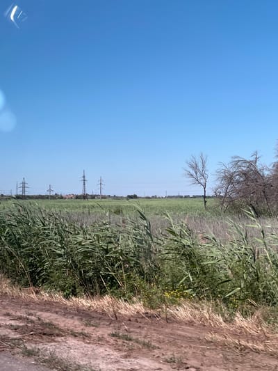 The image depicts a rural landscape under a clear blue sky. In the foreground, a dirt path transitions into tall, green reeds and dried grass. Beyond the reeds, a vast green field stretches towards a line of power transmission towers. In the distance, there are hints of buildings and scattered trees, some of which appear bare and dead. The overall impression is of a sunny day in a sparsely populated area with visible infrastructure for electricity distribution. The location is identified as Il'inka, Russia.