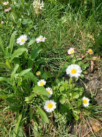 The image displays a cluster of small white daisies with yellow centers, interspersed with green grass. Some daisies are in full bloom, while others are in various stages of opening or wilting. The ground is a mixture of soil and dried leaves, with some patches of sunlight illuminating the scene. The overall impression is one of a natural, uncultivated area, likely a garden or a patch of wild growth. There are no people, animals, or man-made structures visible in the image. This scene could be found in a park or any green space within Franconville, France.