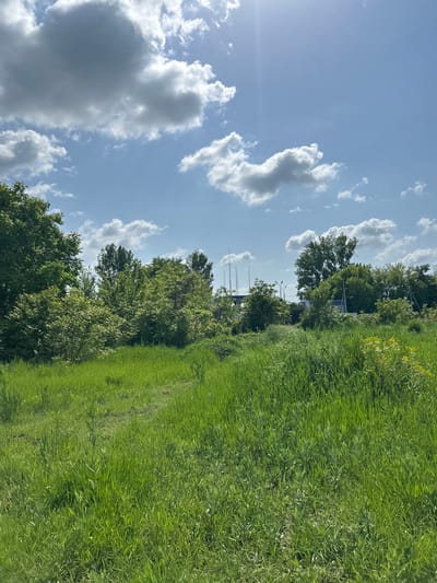 The image depicts an outdoor scene in Dmitrievskaya, Russia. The sky is light blue with scattered white cumulus clouds. The sun shines brightly in the upper left corner. A line of green trees and bushes runs horizontally across the middle ground. Lush green grass fills the right side of the frame. In the background, thin metal poles, possibly power lines, are visible among the trees. The camera angle is tilted or the scene is sideways.