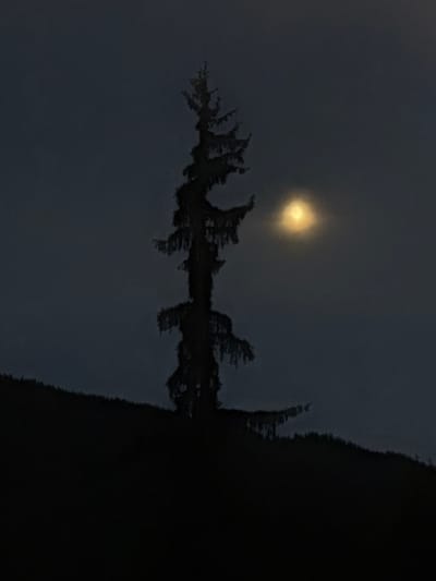 In the mountain village of Stoikite, Bulgaria, a lone, dark silhouette of a tall evergreen tree stands prominently against a dimly lit, hazy sky. To the right of the tree, a soft, yellow-orange orb, likely the moon or a streetlamp, casts a diffused glow through the atmospheric haze. The foreground is obscured by a very dark, silhouetted hillside, densely covered with more evergreen trees, creating a stark contrast with the slightly illuminated sky. The overall scene evokes a sense of quiet, nighttime solitude in a natural, mountainous environment.