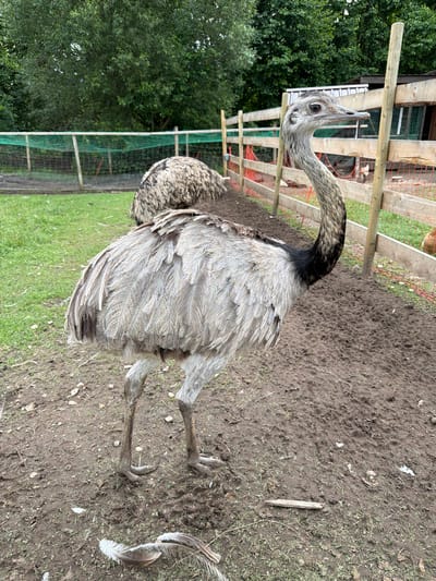 In Juočiai, Lithuania, a rhea stands in a muddy enclosure with a wooden fence. The rhea is predominantly gray with lighter feathers on its body and darker feathers on its neck. Another rhea is visible in the background, mostly obscured. The enclosure has a green net fence in the background and a wooden structure with a red net fence to the right. Trees are visible behind the fences. Several feathers lie on the ground in the foreground.