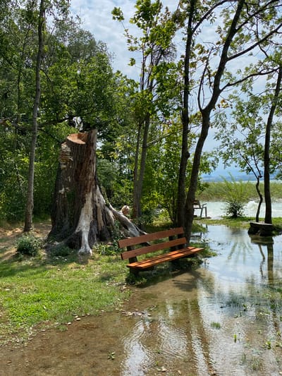 The image depicts a scene at the shores of Lake Geneva in Laténa, Switzerland. In the foreground, a wooden park bench is positioned on a grassy area that transitions into a flooded section. The water reflects the surrounding trees and sky, with small plants growing within the shallow floodwater. To the left, a large, decaying tree stump dominates the scene, showing signs of natural decomposition with fungi growing on its bark. Further back, lush green trees and foliage create a dense backdrop. In the middle ground, a body of water, likely Lake Geneva, is visible with choppy waves. Another bench can be seen near the water's edge. A person, appearing to be a woman with blonde hair, is partially visible behind the tree stump, leaning against a fallen branch. The sky is partly cloudy, indicating a bright day.