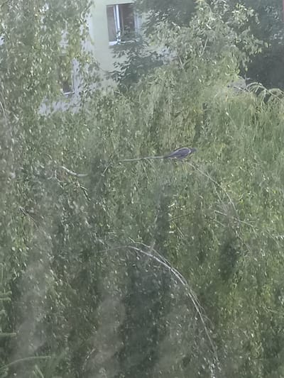 In the city of Kielce, Poland, a bird perches on a tree branch against a backdrop of dense green foliage. A pale building with windows is partially visible through the leaves. The scene is shot from a distance, with the overall image having a slightly hazy quality, possibly due to a window or atmospheric conditions.