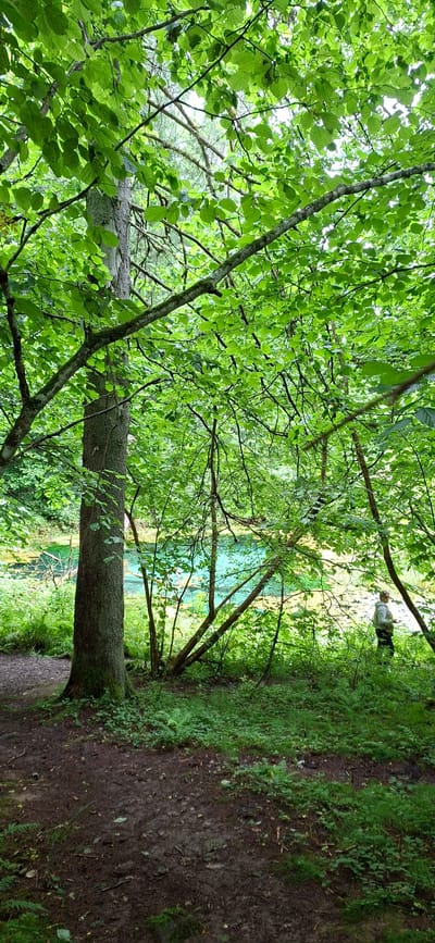 This image depicts a scene in the city of Saula, Estonia, featuring a person near a body of water. The foreground is dominated by the base of a large tree and a muddy, leaf-strewn path. To the right, a young woman, wearing a light-colored jacket and dark pants, stands looking towards the water. The middle ground reveals a vibrant turquoise body of water, likely a spring or lake, with lush green vegetation surrounding it. The background is filled with dense foliage, primarily trees with abundant green leaves, suggesting a natural, wooded environment. The lighting indicates it is daytime, with sunlight filtering through the leaves.