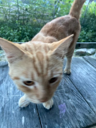 This is a close-up, vertically oriented photograph of an orange tabby cat. The cat is positioned on a weathered wooden surface, likely a deck or porch, with planks running horizontally across the frame. The cat's body extends towards the left of the image, with its tail disappearing out of frame. Its head is tilted, and its face is the primary focus, though it is slightly out of focus. The cat has distinctive orange stripes on a lighter orange-colored coat, and its eyes are visible. One of its front paws is also visible on the wooden surface.
In the background, to the left of the cat, is lush green foliage, suggesting an outdoor setting. The wooden surface appears aged, with visible grain and some discoloration. There is a small patch of purplish material on the wood near the center of the frame. The lighting suggests it might be daytime, possibly overcast or late afternoon given the soft shadows.
The overall impression is an informal snapshot of a pet in its natural environment. The cat appears curious or attentive, looking towards the camera. There is no visible text in the image. The location context of Sekar Mawar, Indonesia, indicates a tropical or subtropical environment, consistent with the greenery seen in the background.