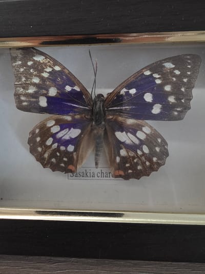 The image shows a framed, preserved butterfly, identified by a label as "Saskia char...". The butterfly has dark brown wings with striking iridescent blue markings and numerous white spots. Its body is dark, and its antennae are visible. The butterfly is centrally positioned within a white matting, which is enclosed by a gold-colored frame. The outer frame is dark, likely black wood. The background of the frame is a light, neutral color, appearing to be paper or a similar material. The overall presentation suggests a specimen displayed for collection or educational purposes. The location in Аснежыцкі сельскі Савет, Belarus, is not discernible from the image itself, as the scene depicts an indoor display.