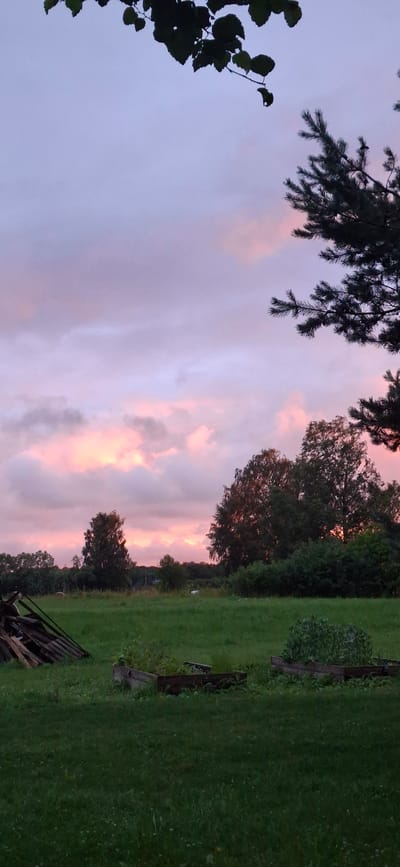 The image depicts a rural landscape in Orissaare, Estonia, at dusk. The sky is filled with soft pink and purple clouds, illuminated by the setting sun. In the foreground, a lush green lawn stretches out, with several raised garden beds visible. To the left, a pile of wooden planks leans against a tree. In the middle ground, a line of trees forms a dense forest. The overall atmosphere is serene and tranquil.