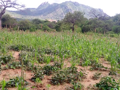 In the city of Nuu ward, Kenya, a vast field of green crops stretches towards a backdrop of majestic mountains. The foreground is dominated by rows of millet plants, their stalks laden with grains, interspersed with lower-growing bean plants that exhibit small white flowers. The soil is a warm, sandy brown, creating a stark contrast with the lush greenery. In the mid-ground, a dense forest of trees adds a layer of verdant foliage, while a solitary, gnarled tree with bare branches stands out against the scene. The background is defined by a series of imposing mountains, their rugged slopes covered in scattered vegetation, disappearing into a hazy, overcast sky. The overall impression is one of a fertile agricultural landscape nestled within a dramatic natural environment.