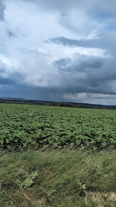 This image depicts an outdoor, rural scene under a cloudy sky. In the foreground, tall, green grass with some dry patches is visible. Behind the grass, a vast field of green plants, possibly sunflowers or a similar crop, stretches towards the horizon. The plants are densely packed and uniformly green. In the distance, a line of trees and rolling hills can be seen. The sky is filled with heavy, dark clouds, suggesting an overcast or approaching storm. The overall impression is one of a natural landscape, potentially agricultural land, with dramatic weather conditions. There are no people or man-made structures immediately apparent in the image. The scene is likely located in the countryside surrounding Buttstädt, Germany, given the context.