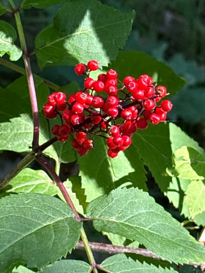 A close-up, eye-level, outdoor shot showcases a cluster of ripe, red berries against a backdrop of green foliage and dappled sunlight. The berries are small, round, and clustered tightly on thin, branching stems. The leaves are broad with serrated edges and visible veins. The scene suggests a natural, possibly rural, setting, with no indication of an urban environment like Korobivka, Ukraine. There are no people or man-made objects visible in the image.