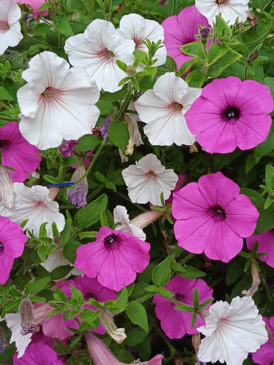 In Vārzas, Latvia, a close-up, high-angle shot showcases a dense cluster of blooming petunias. The flowers exhibit a vibrant mix of deep magenta and pure white petals, some with delicate pink veining. Lush green foliage provides a backdrop, with occasional signs of wilting and dried petals suggesting a natural garden setting. The lighting is diffused, casting soft shadows that highlight the texture of the petals and leaves.