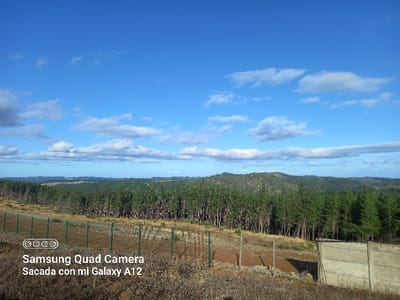 The image displays an expansive landscape in Santa Juana, Chile, under a bright blue sky with scattered white cumulus clouds. The foreground consists of dry, yellowish-brown vegetation and exposed reddish-brown soil. A green metal fence, composed of vertical posts and horizontal wires, extends across the lower-midground, bordering an unpaved dirt path. To the right, a gray concrete panel wall and a segment of chain-link fence are visible. Beyond these structures, a dense, uniform plantation of evergreen trees occupies the mid-ground. In the background, a series of forested hills rise, stretching towards the distant horizon. No individuals or animals are present in the scene.