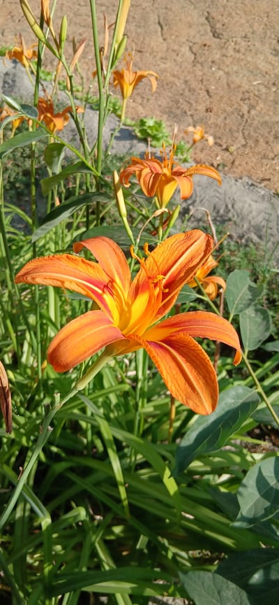 The image displays a close-up view of orange daylilies in bloom. The foreground features a large, fully opened flower with vibrant orange petals and yellow centers, its stamens prominent. Surrounding it are several other daylily buds and flowers, some partially obscured by lush green foliage and stalks. In the background, a textured, light brown surface, possibly dry soil or pavement, is visible along with some gray rocks and patches of green vegetation. The lighting suggests it is daytime, casting shadows on the plants and ground. The scene appears to be outdoors in a garden or natural setting. There is no indication of the city of Andijani, Uzbekistan, or any people present in the image.