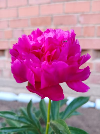 A close-up, eye-level shot showcases a vibrant magenta peony flower in full bloom against a blurred brick wall in the background. The peony's petals are layered and ruffled, with some appearing slightly curled at the edges. A tiny, dark ant is visible on one of the petals, near the top center of the flower. The stem of the peony is a bright green, and it is surrounded by dark green leaves that are also slightly out of focus. In the lower portion of the frame, a blurred ground and some white, cylindrical objects are visible. The overall lighting suggests it is daytime, possibly outdoors. The brick wall in the background is composed of rectangular bricks in various shades of pink and beige, laid in a standard running bond pattern. The context of Ust-Ordynsky, Russia, is not visually discernible from the image itself.