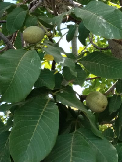 A close-up, low-angle shot captures two unripe walnuts on a tree, nestled amongst large, green leaves. The walnuts, appearing pale green and slightly textured, hang from thin stems. The leaves are broad with visible veins, some showing faint white speckles. The background is a blur of more green foliage and bright sky. The scene appears to be in an outdoor, natural setting, likely a garden or park in Muminabad, Uzbekistan, given the subject matter.
