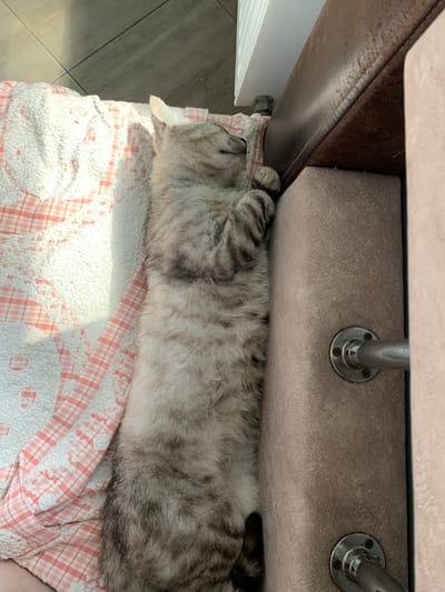 A grey tabby cat is sleeping on a checkered blanket. The cat is stretched out lengthwise, with its head tucked slightly under its body and its paws resting on a folded section of the blanket. The cat's fur is a mix of grey and black stripes, and its eyes are closed. The blanket is white with a red and pink checkered pattern and has a fuzzy texture. Sunlight is streaming in from the left, casting shadows on the blanket and the cat. In the background, the edge of a brown leather-like surface is visible, as well as a grey upholstered surface with metal supports. These suggest the cat might be under a table or a bench, possibly outdoors or near a window. The floor tiles are visible to the left, indicating an indoor setting. The overall impression is one of peaceful slumber in a sunlit spot.