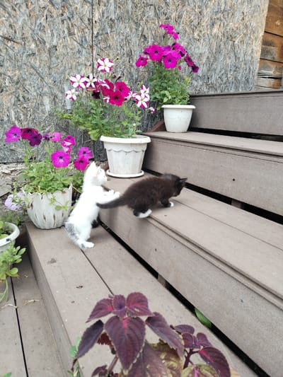 The image depicts two kittens on a wooden porch with potted flowers. A white kitten with grey markings is standing on its hind legs, reaching towards a black kitten. The black kitten is facing away from the camera, walking down the steps of the porch. In the background, there are several potted plants with colorful petunias and other flowers. The porch is made of weathered wooden planks. The wall behind the porch appears to be constructed of particleboard. A dark red-leafed plant is in the foreground. The scene is set in a rural outdoor environment. Based on the provided information, this scene is located in the village of Akberdino, Russia.