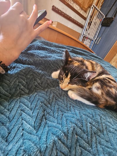 In the city of Dūkštas, Lithuania, a calico cat sleeps curled on a plush, teal blanket with a chevron pattern. The cat is positioned on the right side of the frame, its head tucked in, displaying a mix of black, brown, and orange fur. A human hand, with neatly manicured pink nails, is visible on the left side of the image, holding a dark-colored smartphone. The background features a wooden surface, a drying rack, and a dark blue cabinet.