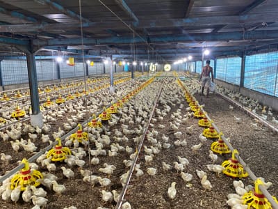 This image depicts a large indoor chicken farm in Palohdama, Indonesia, filled with a dense population of young chickens. The farm appears to be a long, open-sided structure with a corrugated metal roof supported by a metal frame. Rows of yellow and red automated feeders are strategically placed throughout the space, with chickens clustered around them, some eating and others milling about. The ground is covered in a dark, granular bedding material, possibly wood shavings or sawdust.
In the background, a shirtless man is walking away from the camera, carrying a white bag in his right hand. He is dressed in light-colored shorts. Overhead, lights are strung across the ceiling, illuminating the space and the chickens. The sides of the structure are partially covered with a blue, translucent material, possibly a tarp or plastic sheeting, which allows some natural light to enter while also providing shelter. The overall impression is one of a busy, functional agricultural environment focused on raising poultry.