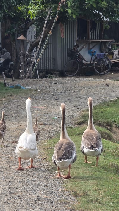 The image shows a group of geese walking on a gravel path in Raya Sanggeu, Indonesia. There are four geese visible, including two grey and white geese, and one white goose. The fourth goose is only partially visible. The background shows a building with corrugated metal siding, foliage, and a bicycle. Patches of green grass are also visible along the side of the path. The scene appears to be outdoors, with natural lighting.